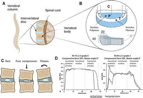 intervertebral disc mechanical test compression|mechanobiology of the disc.